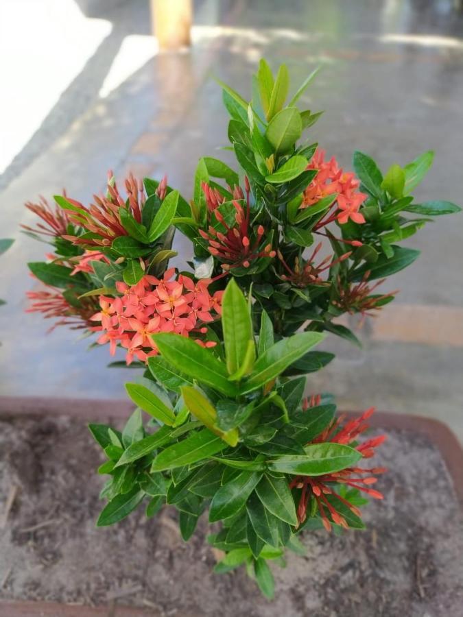 Recanto Do Meu Bem Jijoca de Jericoacoara Ngoại thất bức ảnh